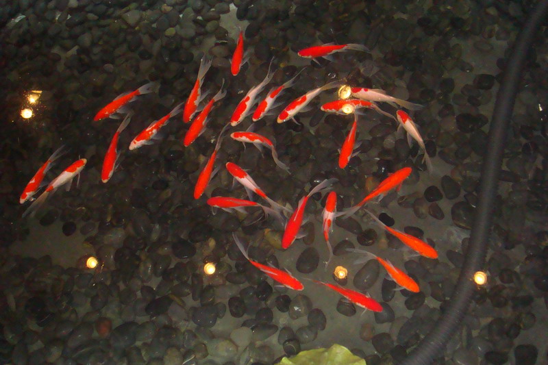 215423_32.jpg.jpg